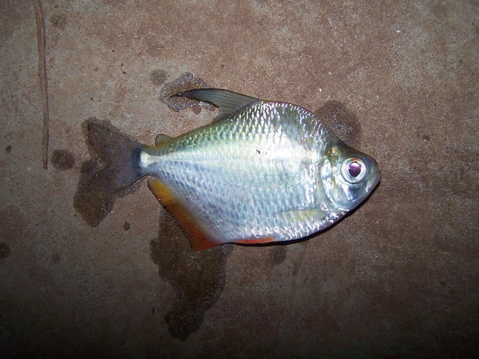 FIGURE 3e FIGURE 3e